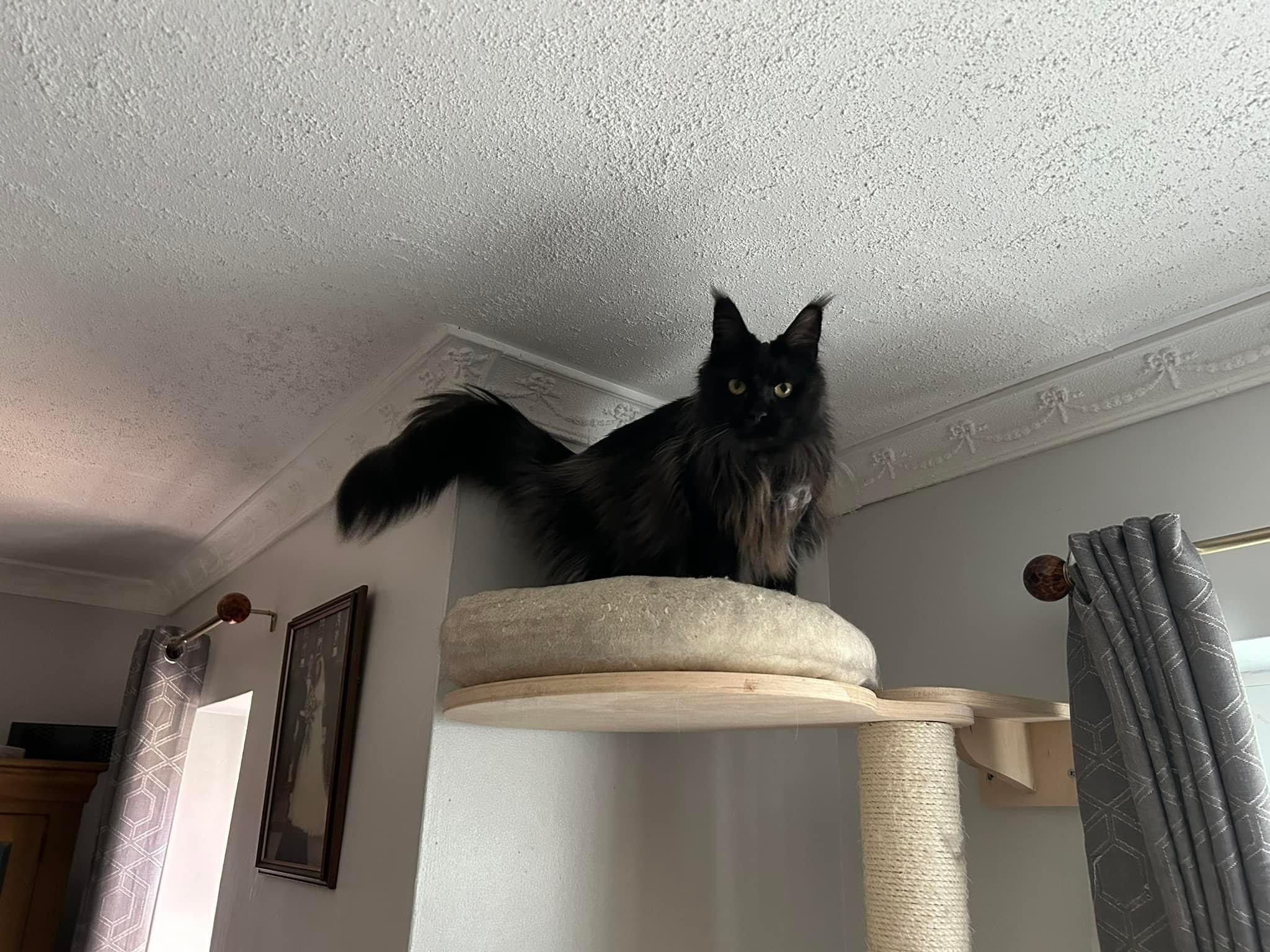 Happy pet (placeholder)